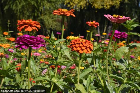 百日菊种子是月份播种几月份开花-花事百科-江苏长景园林
