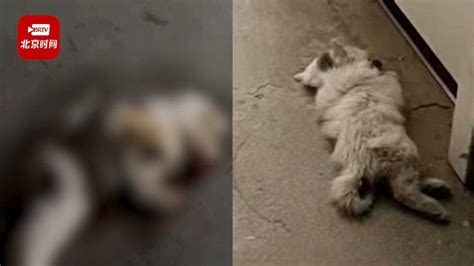 廊坊一小区连续两天出现虐猫事件物业：已报警_腾讯视频