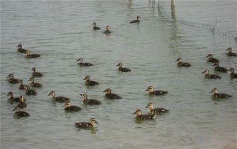 萌萌哒！大宁郁金香公园野鸭宝宝跟着鸭妈妈游湖 | 晨镜头 - 周到上海