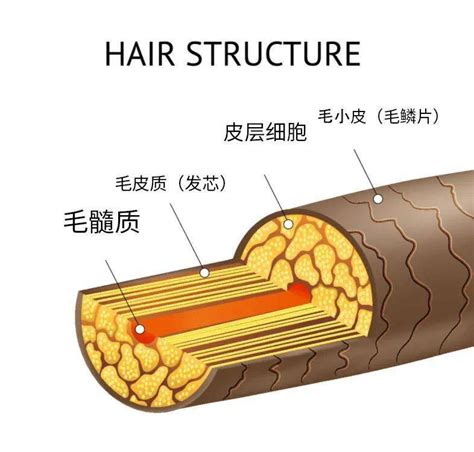 头发是由什么物质构成 | 冷饭网