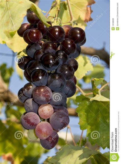 Bunch of grapes stock image. Image of vine, farming, fruitful - 14168593