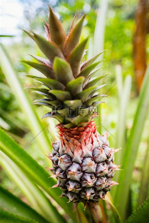 菠萝热带果树栽培在字段中高清摄影大图-千库网