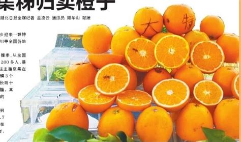 秭归水田坝63岁“橙”王：他把橙子卖到了2000公里外_长江云 - 湖北网络广播电视台官方网站