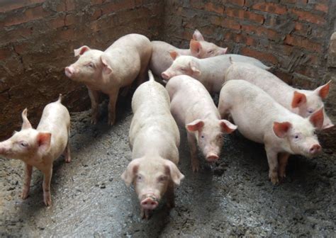 山西今日生猪价格：2023年5月16日山西省生猪价格今日猪价 - 畜小牧养殖网