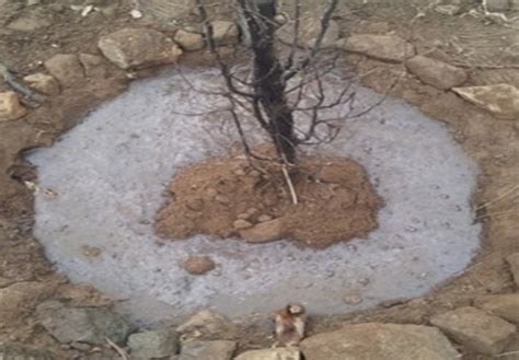 长沙中学生携手栽友谊树 埋“时间胶囊”播种梦想_新浪新闻