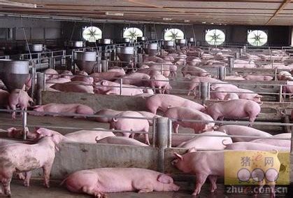 养猪注意几个关键的“三天”-猪类养殖-养殖技术网