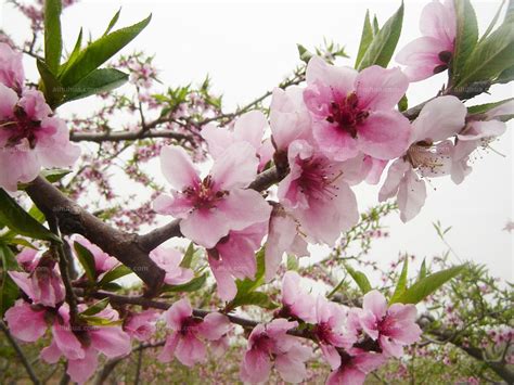 桃花的生长习性及其植物文化-168鲜花速递网