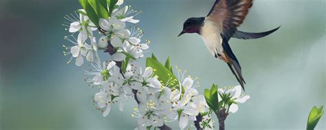 誓鸟丶冤禽丶志鸟的含义是什么 志鸟的含义是什么 - 天奇生活