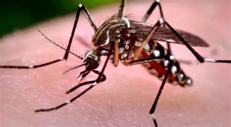 【病媒生物防制】为什么被蚊子叮的人总是你？怎么变身“蚊不叮”？_工作动态_汕头市卫生健康局（中医药局）
