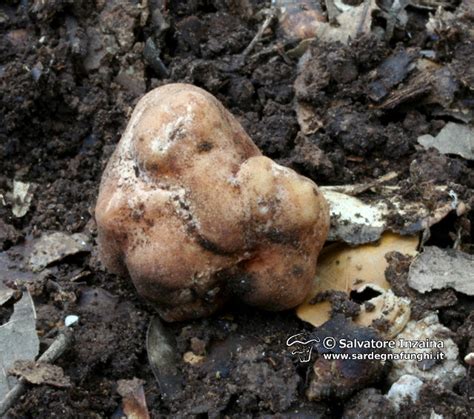 What can be Learned From Arisaema Tubers by Just Looking at Them by Guy ...