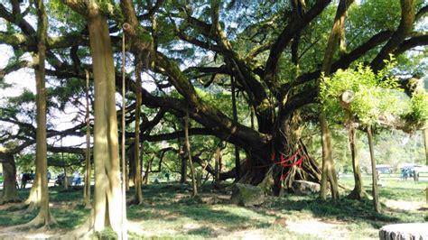 园林树木的选择与介绍11-- 榕树 - 江西林科网