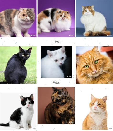 猫的种类大全 图解,猫的品种及图片名字,常见猫的品种及图片_大山谷图库