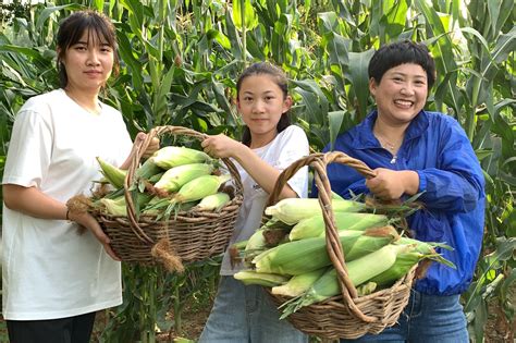 玉米什么时候传入中国，玉米原产地在哪，为何玉米会传入中国- 历史故事_赢家娱乐