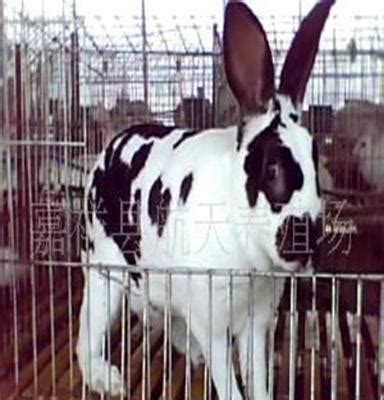 内蒙獭兔养殖基地供应獭兔种兔，具体分析獭兔养殖利润_内蒙獭兔养殖基地_陈静（个体经营）