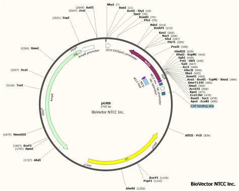pGWB大肠杆菌CRISPR/Cas9系统gRNA表达载体-BioVector NTCC质粒载体菌种细胞蛋白抗体基因保藏中心 ...