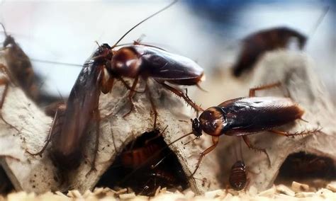 1只蟑螂1年可繁衍出1000万只蟑螂，它一无是处毫无价值吗？|蟑螂 ...