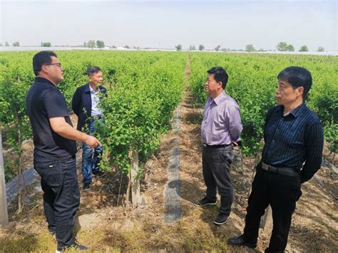 西安市阎良区：提升甜瓜优势产业 推进全面乡村振兴 - 丝路中国 - 中国网