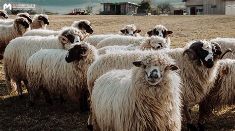 什么是羊毛党 - 业百科