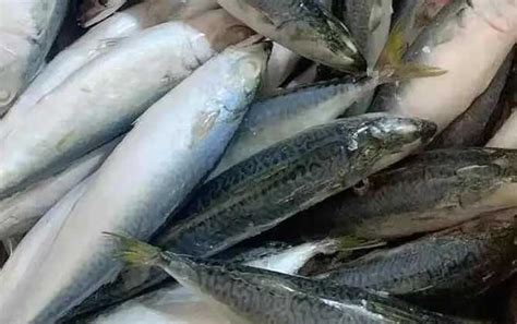 超市鲅鱼为什么便宜,小鲅鱼为什么便宜,鲐鱼为什么比鲅鱼便宜_大山谷图库