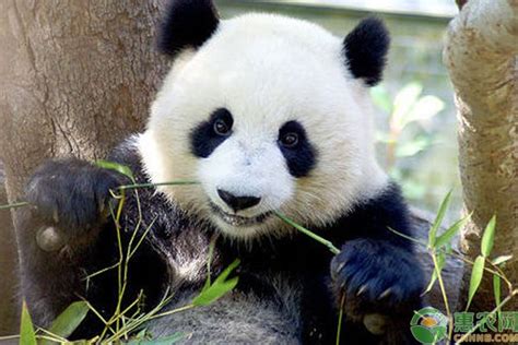 正在吃竹子的熊猫高清图片下载_红动网
