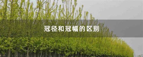 冠径和冠幅的区别-种植技术-中国花木网