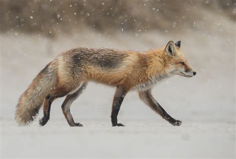 冬天雪地上行走的狐狸摄影高清jpg图片免费下载_编号139hwd6p1_图精灵