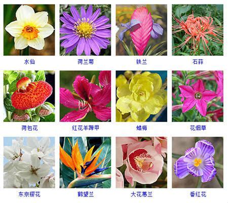 花语大全：常见的21种花的花语及图片大全 - 装修保障网