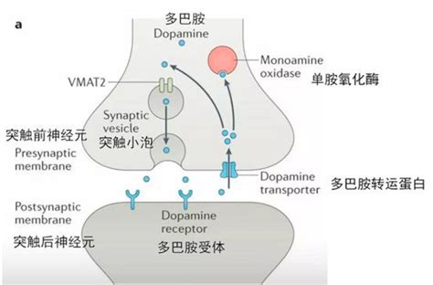 叶克强教授课题组Adv. Sci.：天冬酰胺内肽酶剪切 UNC5C促进多巴胺能神经元的变性，引发帕金森病_Netrin-_神经系统_-Syn