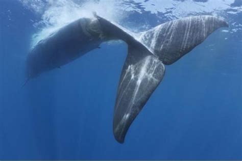 一头蓝鲸每年能吃掉2亿吨磷虾，为何磷虾还没有毁灭？