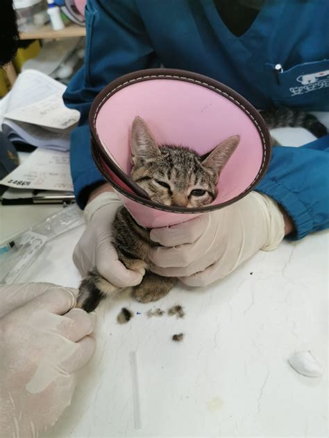 胡医生说，前天晚上救的小猫非常严重，四处骨折，要做四个手术|小猫|骨折|手术_新浪新闻