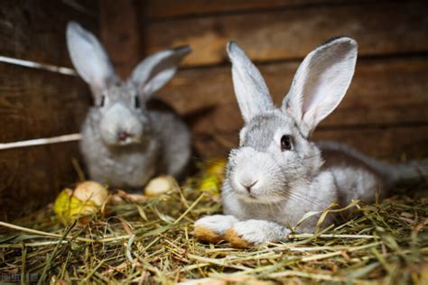 兔子吃什么食物最好-百度经验