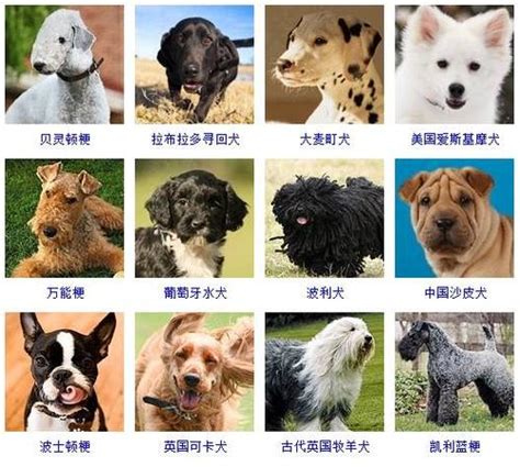 小体型狗的品种大全 十大适合家养的中型狗_宠物百科 - 养宠客