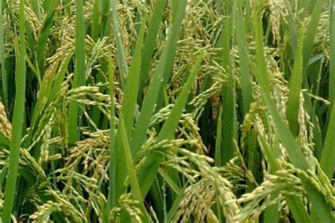 中国第三代杂交水稻双季稻亩产突破1500公斤