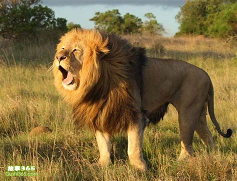 最凶猛的动物_世界最凶猛的动物 狮子 世界之最(3)_中国排行网