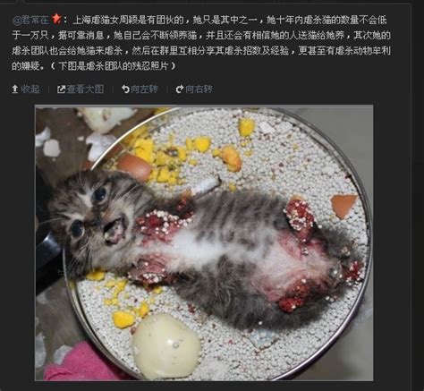 网友疑因虐猫遭人肉搜索不堪骚扰报警_新闻中心_新浪网