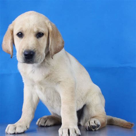 纯种拉布拉多犬幼犬狗狗出售 宠物拉布拉多犬可支付宝交易 拉布拉多犬 /编号10027000 - 宝贝它