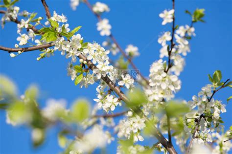 图集|春暖花开时 处处是风景 - 资讯 - 新湖南
