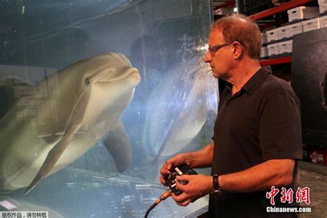 世界首只机器海豚仿真度达100% 充电一次可活动数小时
