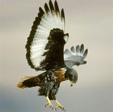 鹰的种类大全,鹰品种大片及名称,所有鹰的品种图片大全_大山谷图库