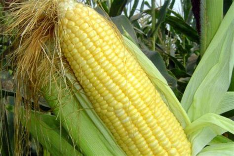 排名第一的玉米品种有哪些 - 运富春