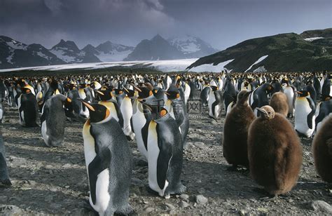 英国南乔治亚岛国王企鹅群高清摄影大图-千库网