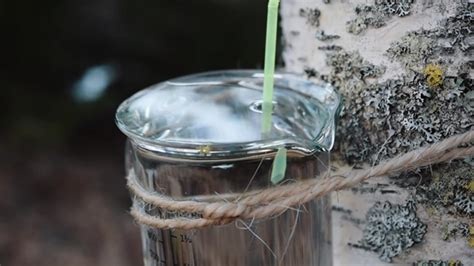 99%的人都不知道白桦树汁的这5种做法 - 知乎