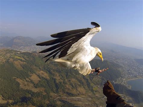 与老鹰一起遨游天空 体验特别的滑翔驯鹰运动_旅游_环球网