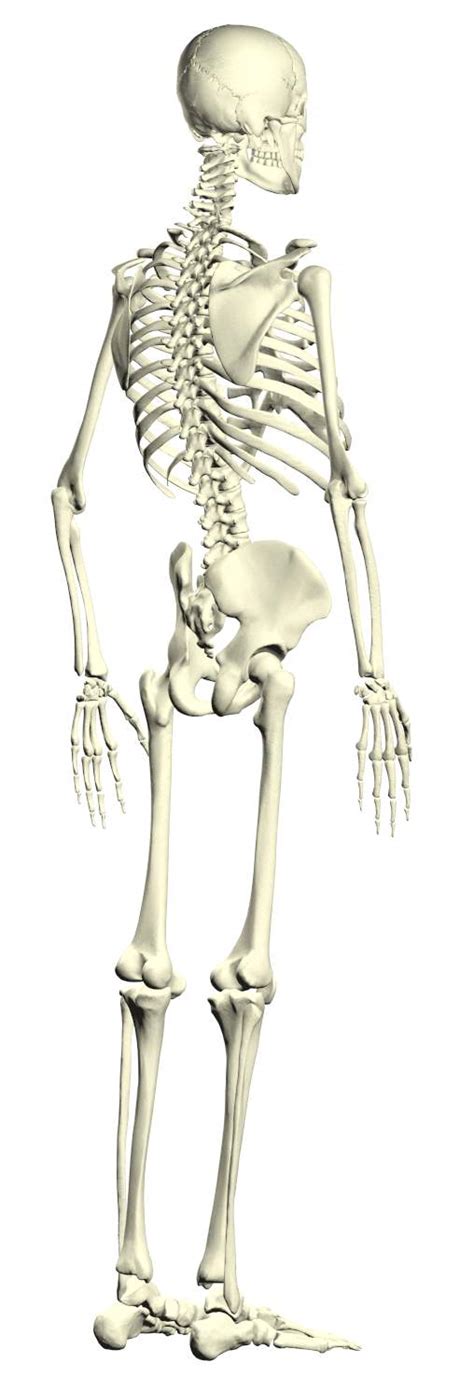 人体骨架结构图片免费下载_人体骨架结构素材_人体骨架结构模板-新图网