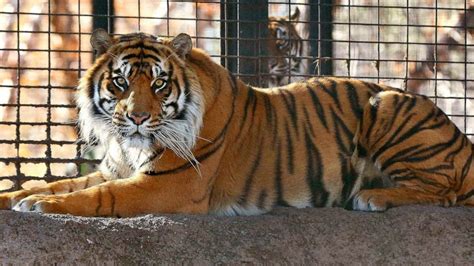 Zookeeper on the mend after tiger attack at Kansas zoo - ABC7 Los Angeles
