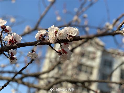 最是一年春好处 - 广东高校校报网