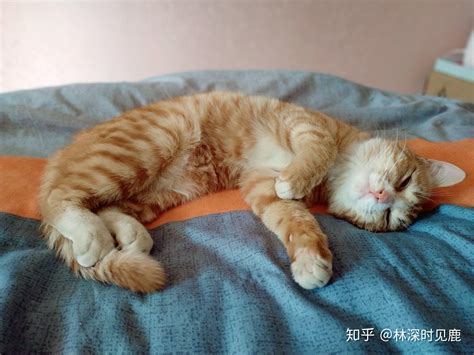 橘猫高清图片下载-正版图片501358161-摄图网