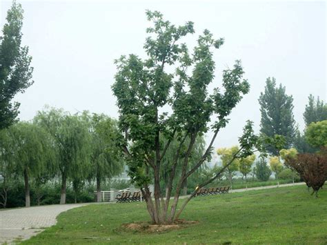 弗吉尼亚栎-弗吉尼亚栎-产品中心-上海栎国园林绿化有限公司