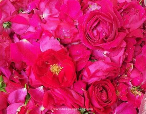 52玫瑰花朵数的含义与象征（浪漫之极52玫瑰花代表的真爱）_花植网