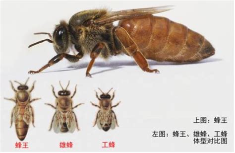 世界上有多少种蜜蜂类型（蜜蜂对于地球的重要性有多大）-满趣屋